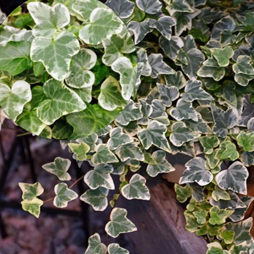 Hedera helix 'Glacier' - Harilik luuderohi 'Glacier' 